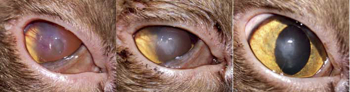 Состояние глаза пациента №9 до лечения (слева), через 14 дней (в центре) и через 30 дней (справа) после КЛ