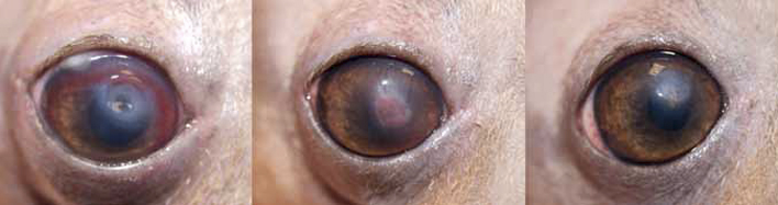 Состояние глаза пациента №14 до лечения (слева), через 14 дней (по центру) и через 30 дней (справа) после КЛ