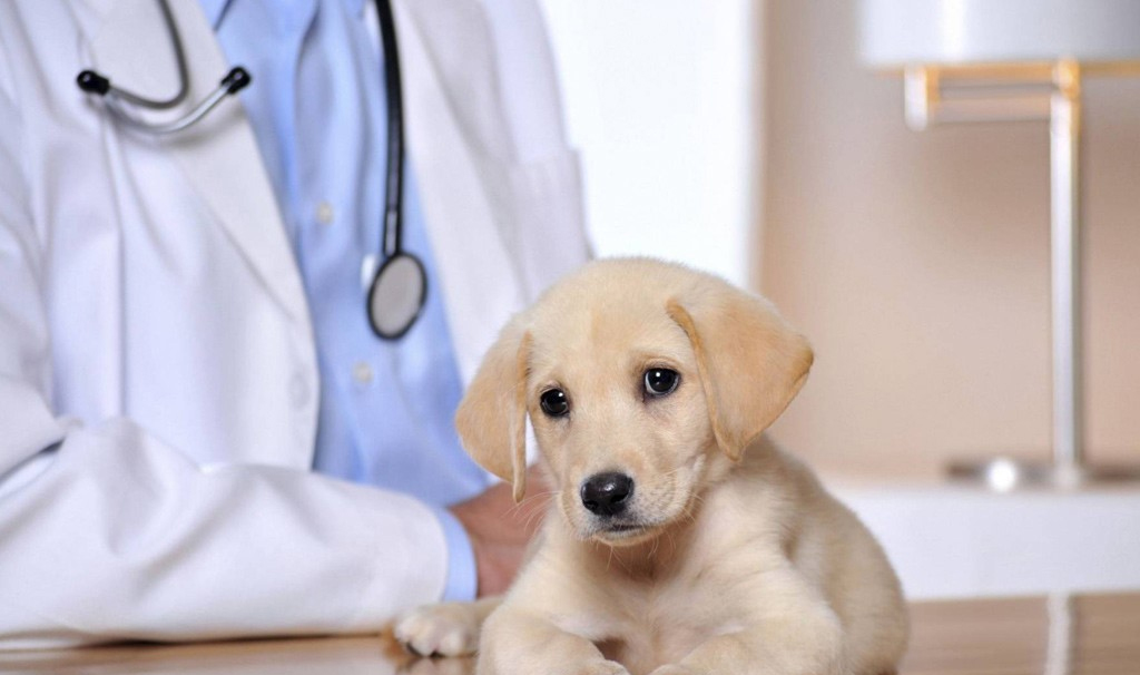 Как гнать глистов у собак перед прививкой