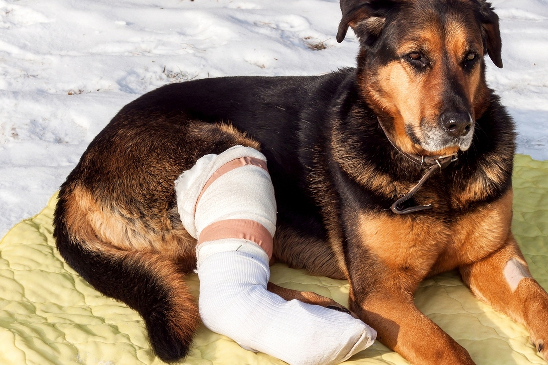Как лечат переломы костей у собак