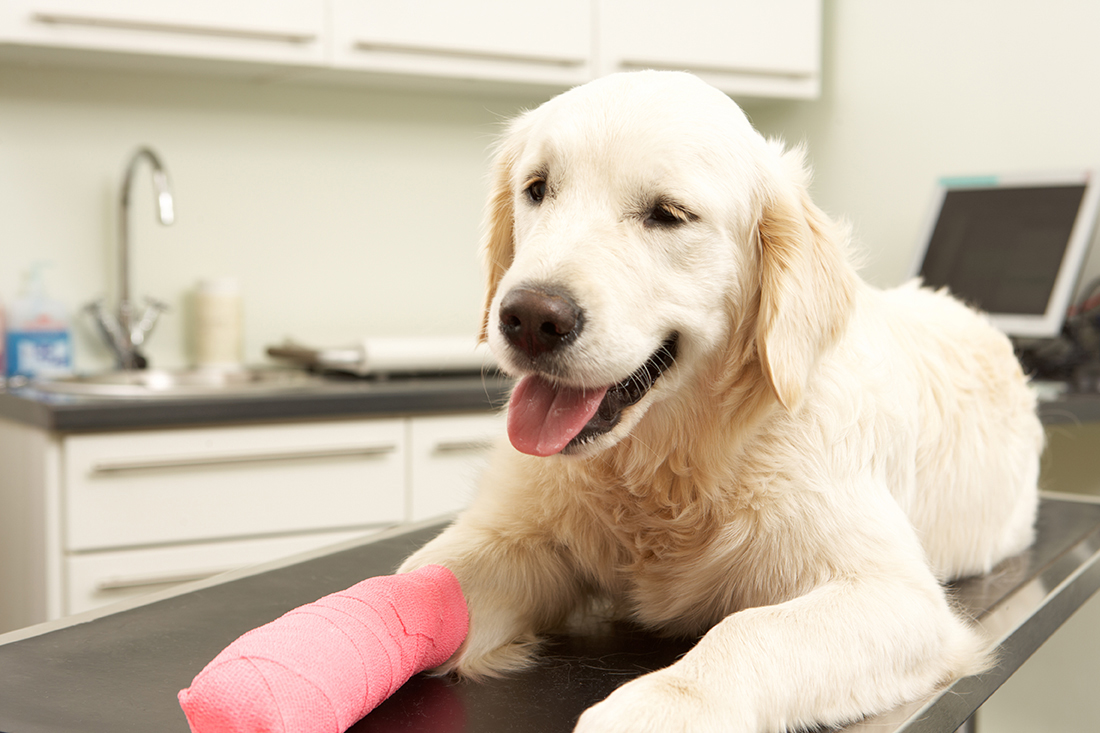 Как лечат переломы костей у собак