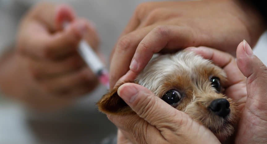 Прививки на дому для животных thumbnail