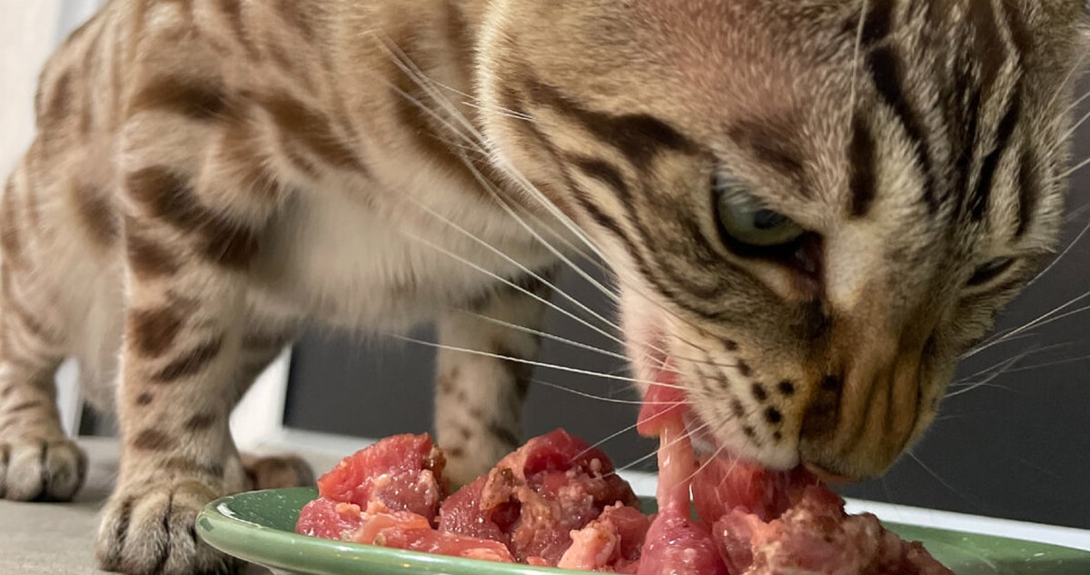 Рецепты корма для кошек и котов своими руками
